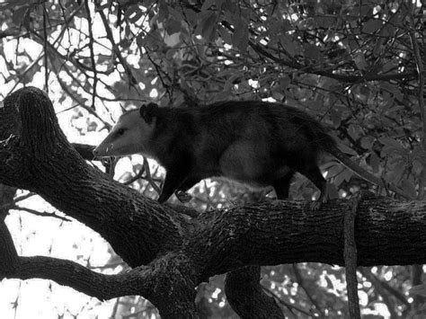 Virginia Opossum - Tail Trouble - DFW Urban Wildlife