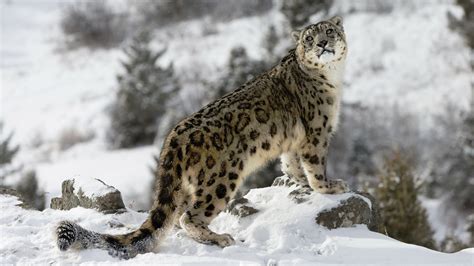 Adventure: Tracking Snow Leopards in Ladakh, India