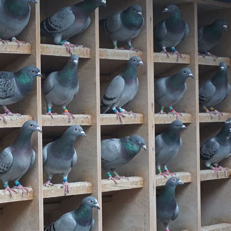 As Chinese Buyers Flock, Homing Pigeon Prices Soar - WSJ