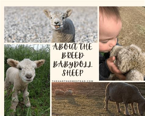 About the Breed Babydoll Sheep - The Harts Homestead