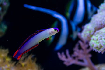 Purple firefish (Nemateleotris decora) , also known as the Decorated Firefish, Purple Dartfish ...