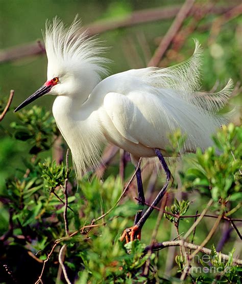 Little Egret Breeding Plumage