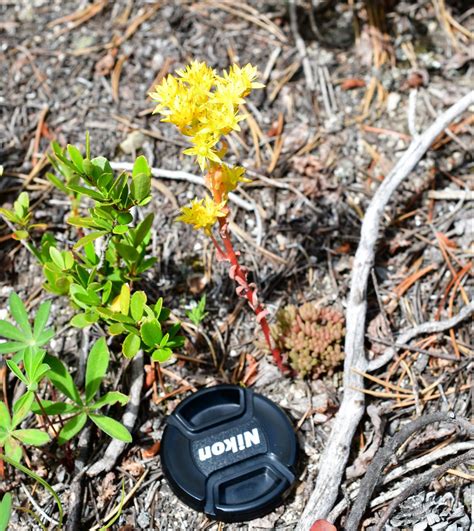 Alpine (and Arctic) Tundra Plant Adaptations – Biogeography Teaching ...