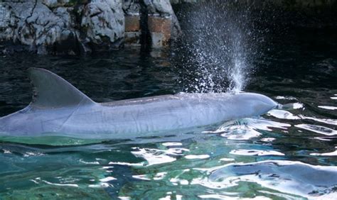 Dolphin breathing blow hole Photos in .jpg format free and easy ...