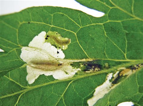 South American Tomato Leafminer (Tuta absoluta) - North Central IPM Center