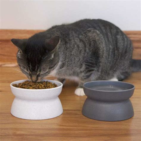 Best Cat Bowls - Reviews By meowpassion