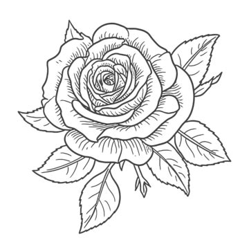 Coloring Rose Drawing Illustration Outline Sketch Vector, Real Rose Drawing, Real Rose Outline ...