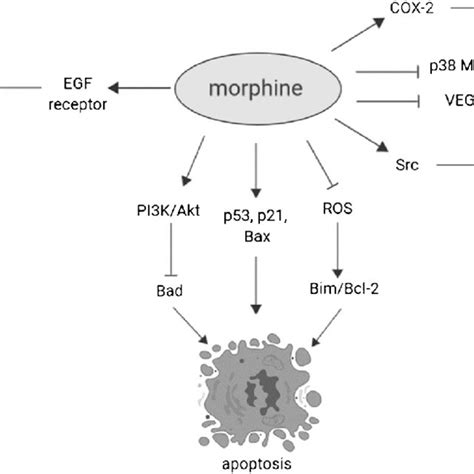 Mechanism of action of morphine on the tumor cell, modulating cell... | Download Scientific Diagram