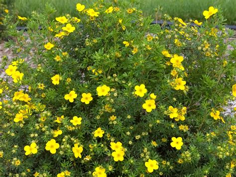 Potentilla, Goldfinger - Campbell's Nursery