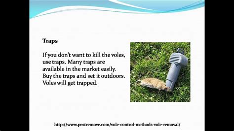 Vole control methods for vole removal - YouTube