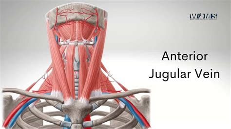 Jugular Veins: Anatomy And Function, 43% OFF