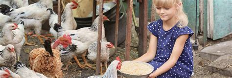 Feeding Chickens Whole Corn Is a Good Idea - Pet Food Guide