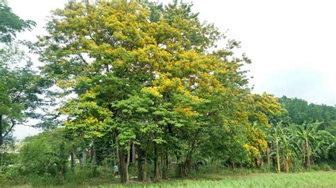 21 year old Narra trees in full bloom. Photo taken today, May 6th at ...