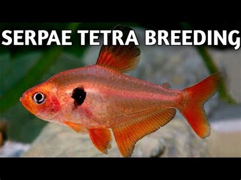 Serpae tetra breeding step by step | Tetra fish breeding | Serpae tetra ...