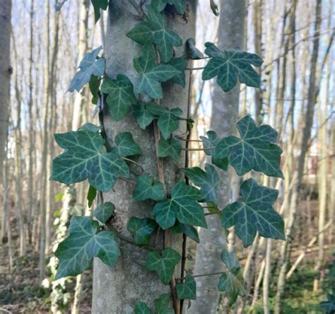 Forest Bathing Benefits - Royal Forestry Society