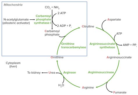 Urea Cycle | Concise Medical Knowledge