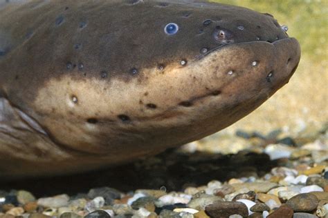 Amazon River Electric Eel