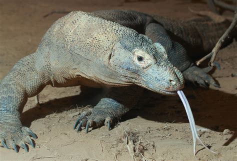 There's no such thing as reptiles any more – and here's why