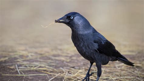 Western Jackdaw by PaulaDarwinkel on DeviantArt