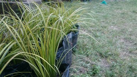 How To Prune Ornamental Grasses | Hertzler & George