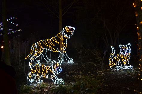 Zoo lights 5 | Zoo lights, Washington dc, Zoo