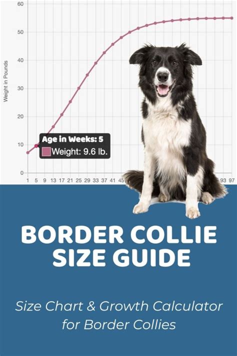 Border Collie Size Guide & Size Chart - Puppy Weight Calculator