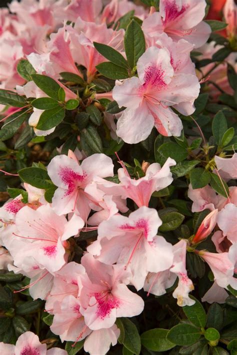 Azaleas: How to Grow and Care for the Azalea Bush | HGTV