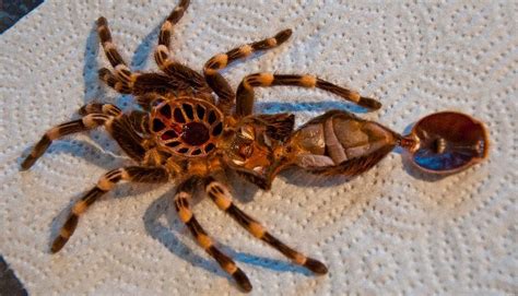 Tarantula Molting Process (Complete Guide) - SnakeTracks.com