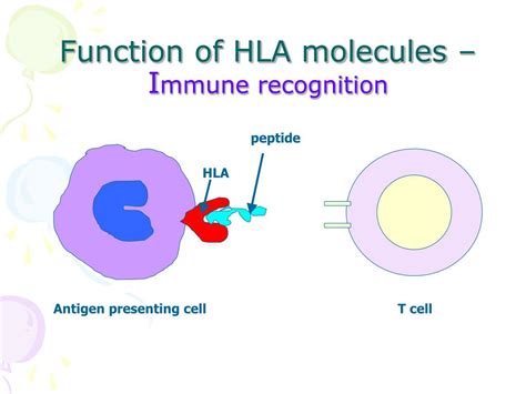 PPT - The Ubiquitous HLA System: applications in transfusion and ...