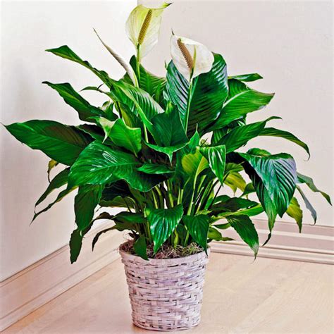 Floor Plant for Sympathy - Plants | The Sympathy Store