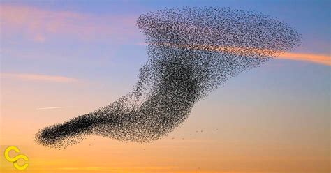 Climate change affecting bird migrations » Yale Climate Connections