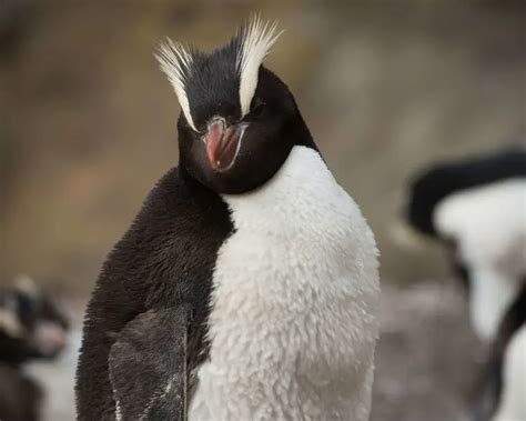 Erect-Crested Penguin | Zoopedia Wiki | Fandom