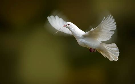 Graceful Dove in Flight - HD Wallpaper