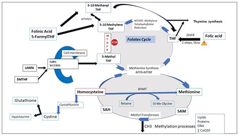 Biomolecules | Free Full-Text | Folic Acid, Folinic Acid, 5 Methyl TetraHydroFolate ...