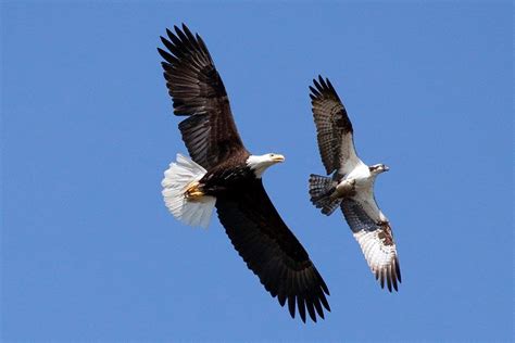 We see both on Lake Norman. Good example of difference between bald ...