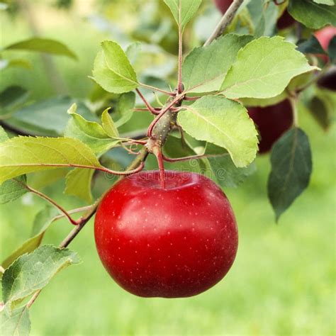 Red apple growing on tree. stock image. Image of grow - 103052143