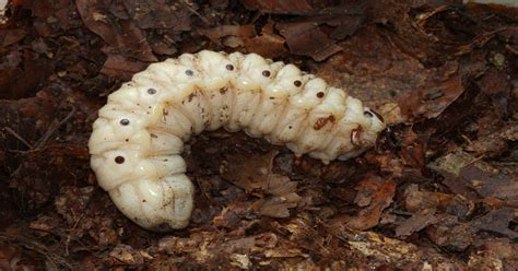 Beetle Larvae - Learn About Nature