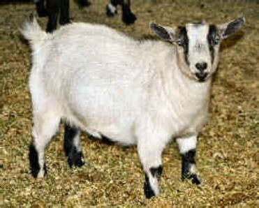 Examples of Colors in Pygmy Goats