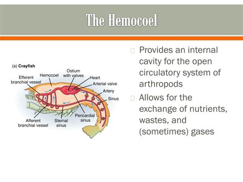 PPT - Phylum Arthropoda : PowerPoint Presentation, free download - ID:156045