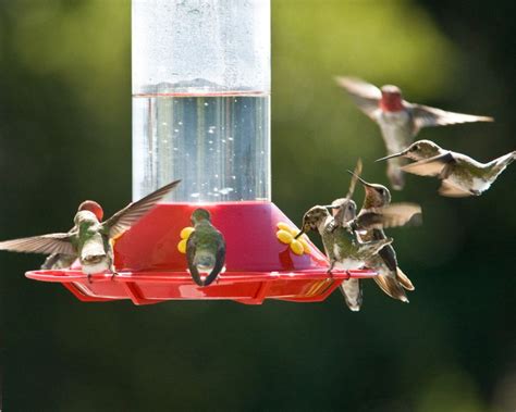 7 Hummingbird Cams You Can Live Stream Today