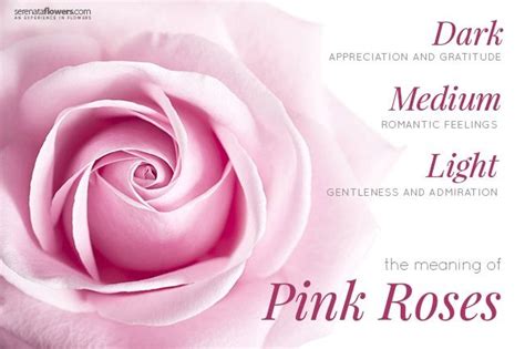 Image result for pink rose meaning | Rose meaning, Light pink rose, Rose