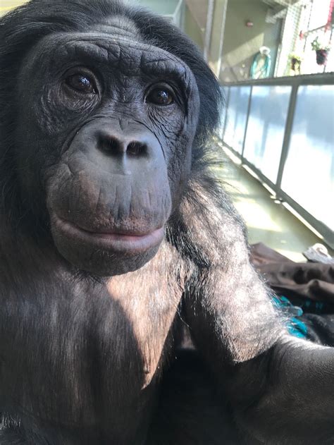 Meet The Bonobos — Ape Initiative