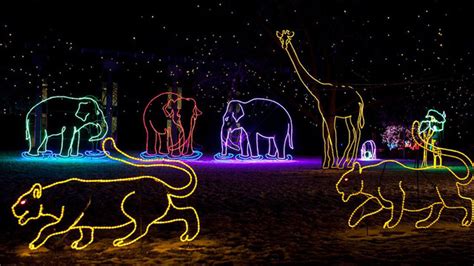 Tickets for Denver Zoo's ‘Zoo Lights' now available for purchase