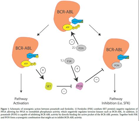 Tyrosine Kinase Inhibitors and Phosphatases: Overcoming the BCR-A