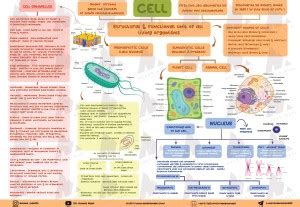 Biology Mind Map For Neet: Buy Biology Mind Map For Neet by mind chart ...