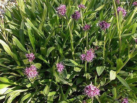 Nardostachys Jatamansi: Himalayan Valerian Plant