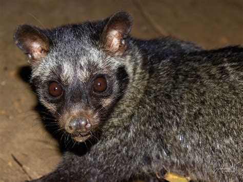 Philippine Palm Civet - A disappearing Viverrid in Palawan lowlands