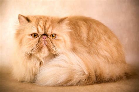 Persian Cat – Purrfect Cat Breeds