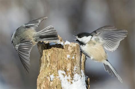 Black-capped Chickadee in winter Photograph by Mircea Costina ...