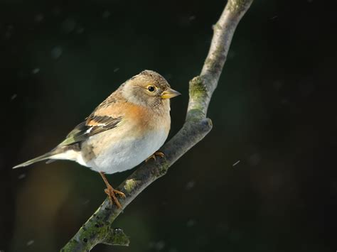 Photo Collection: Passerine, Bird